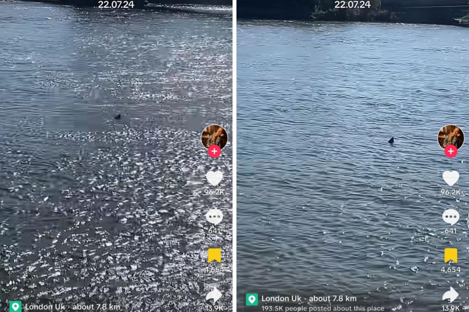 River Thames Viral Tiktok Shows 'shark' Swimming