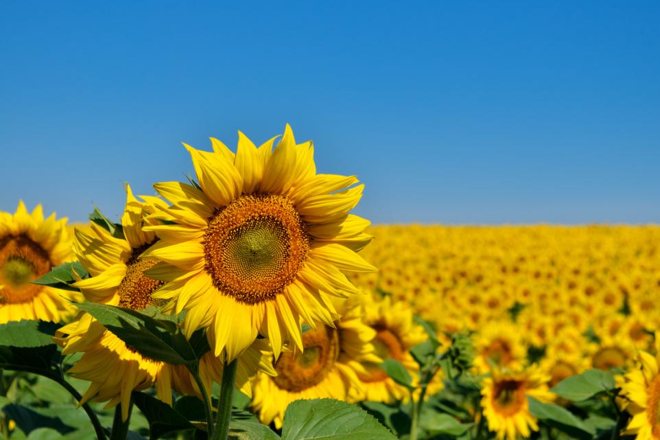 The best sunflower fields near London you can visit